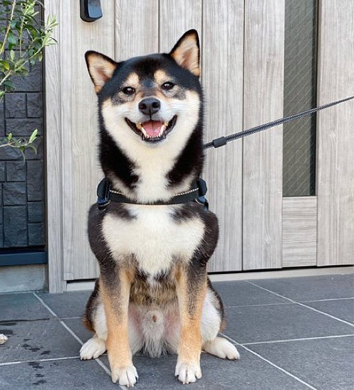 柴犬の特徴