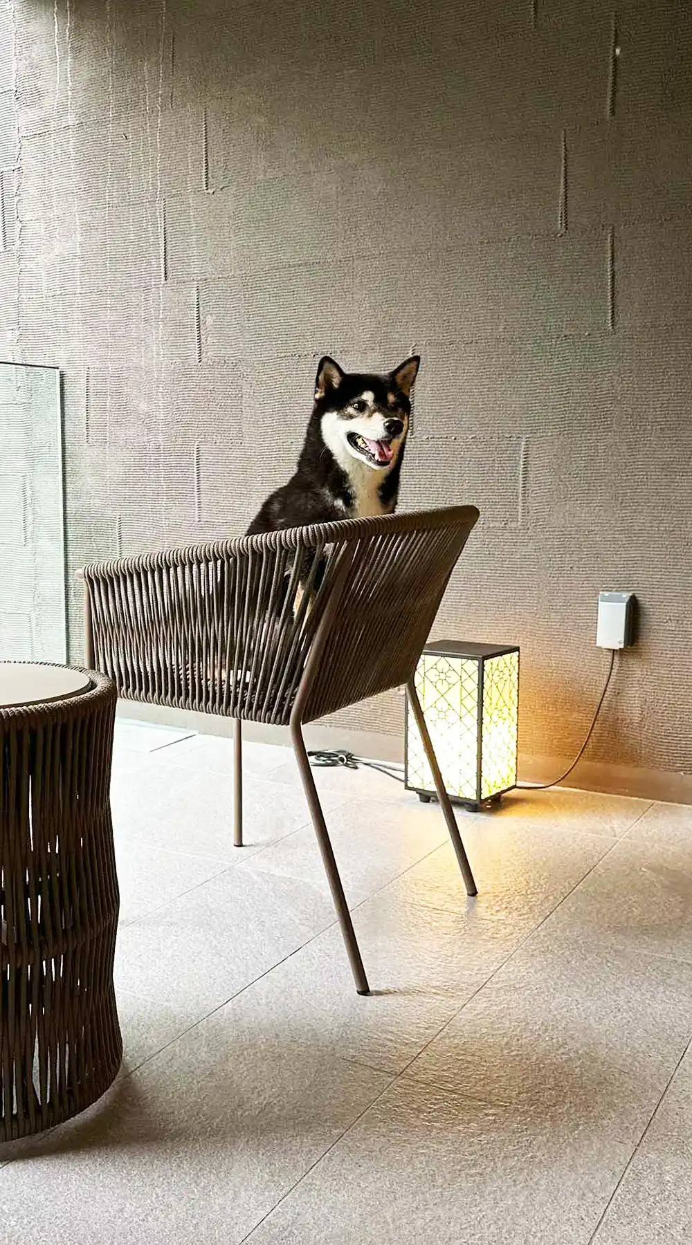 柴太郎 琥大朗（こたろう）- 黒柴犬｜ブログ、お出かけスポット・飼育の