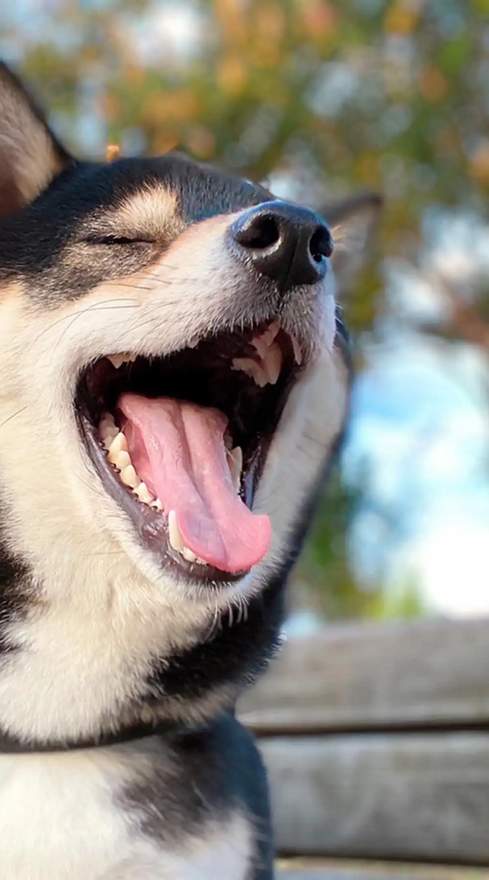 琥大朗（こたろう）- 黒柴犬｜ブログ、お出かけスポット・飼育の