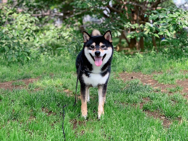 柴犬FAQ