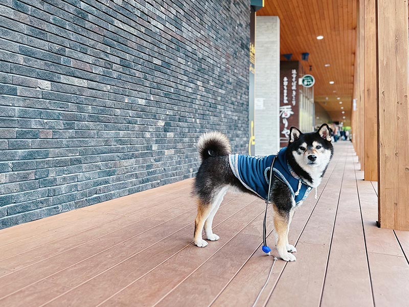 柴犬用語集・検索