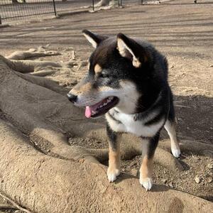 初の代々木公園の遠出とドッグラン、ドッグカフェ！