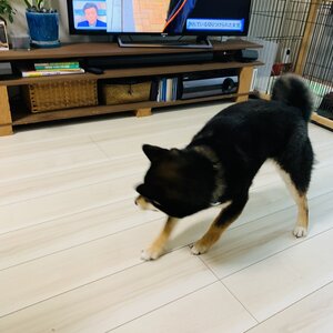 室内で犬を飼うと家具・壁紙がボロボロになる！