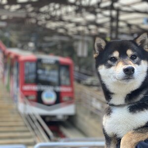 【東京都奥多摩】御岳山登山鉄道（ケーブルカー）と武蔵御嶽神社