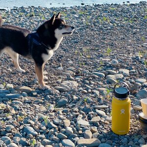 朝の河原でモーニングコーヒーのひと時 with 黒柴犬琥大朗