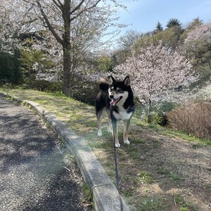 【東京都多摩市】都立桜ヶ丘公園・ゆうひの丘でお花見散歩
