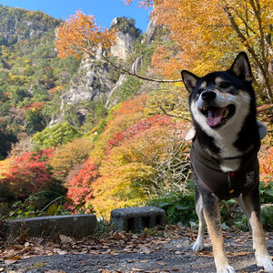 紅葉真っ盛り！日本一の渓谷美 昇仙峡（山梨県甲府市）