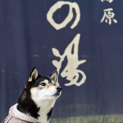 伊豆 箱根 ペットと行くドライブスポット 琥大朗 黒柴犬