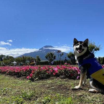 山中湖花の都公園