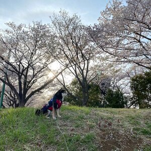 お花見とバーベキュー