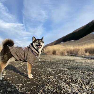 仙石原すすき草原