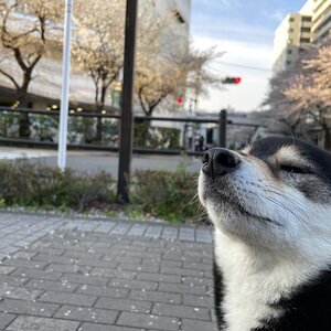 今年も桜の季節がやってきました！