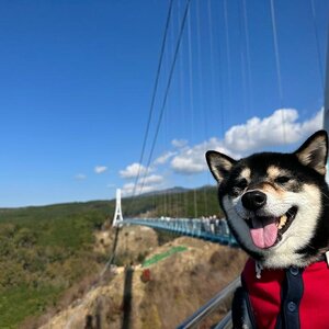 全国旅行支援で三島スカイウォーク・伊豆旅行！