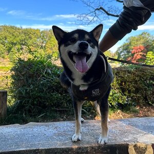 町田薬師池公園（四季彩の杜）に行ってきました！