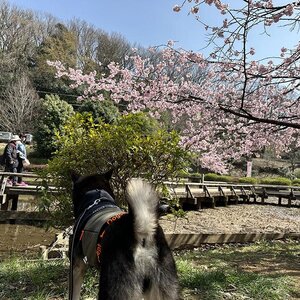 薬師池公園で梅まつりが開催してたよ！