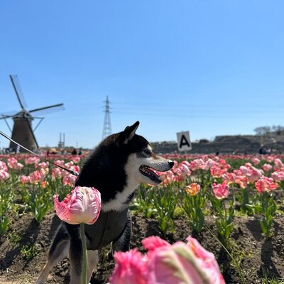 佐倉ふるさと広場