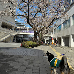 駅周辺の桜が咲いてきた