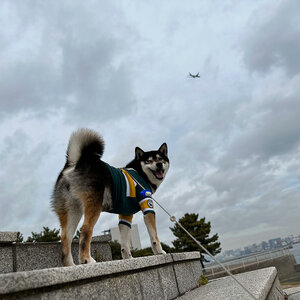 早朝ドライブで城南島海浜公園に行って飛行機見てきたよ