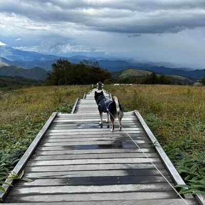 日光市霧降高原キスゲ平園地