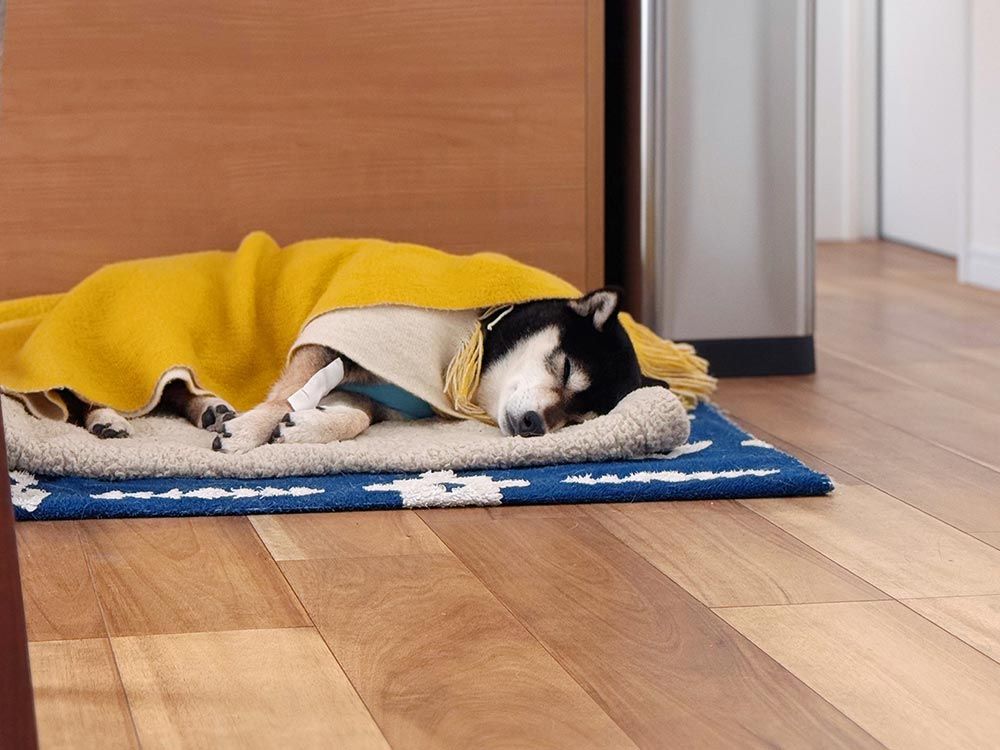 肝臓腫瘍破裂による緊急手術、腫瘍は「血管肉腫」でした。