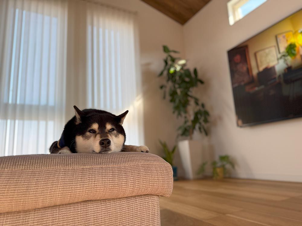 「血管肉腫」に効く抗がん剤治療は、ドキソルビシン！