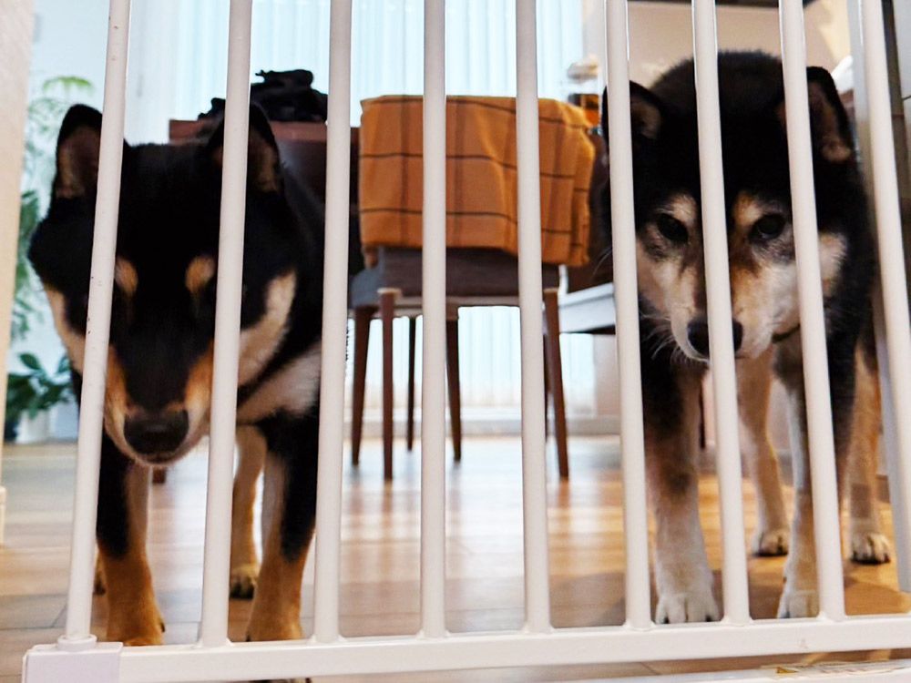 豆柴ふくくんが遊びに来てくれた♪