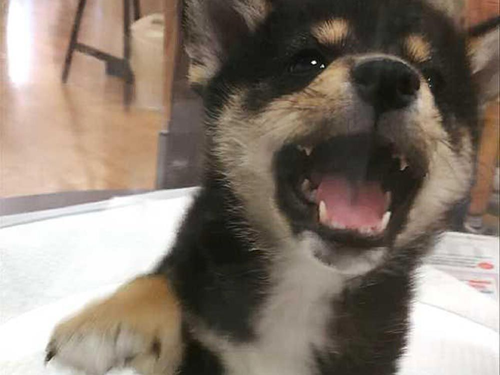 便に見つかった寄生虫の診察の結果は、、、