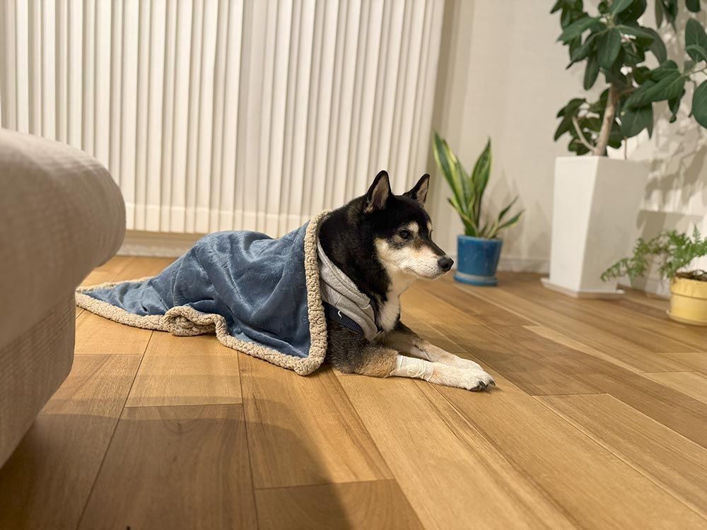 胸水が溜まり乳び胸と診断、そして中皮腫の疑い、他に脾臓に3センチの腫瘍…。