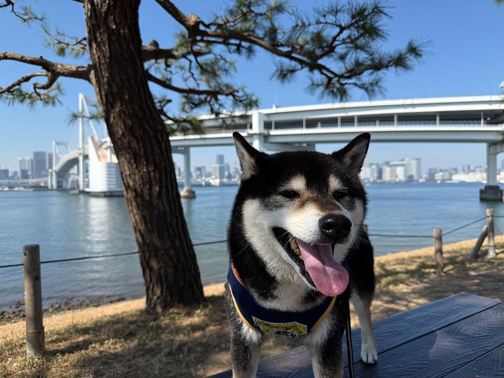 「お台場」散歩と「DOG DEPT」&カフェ♪