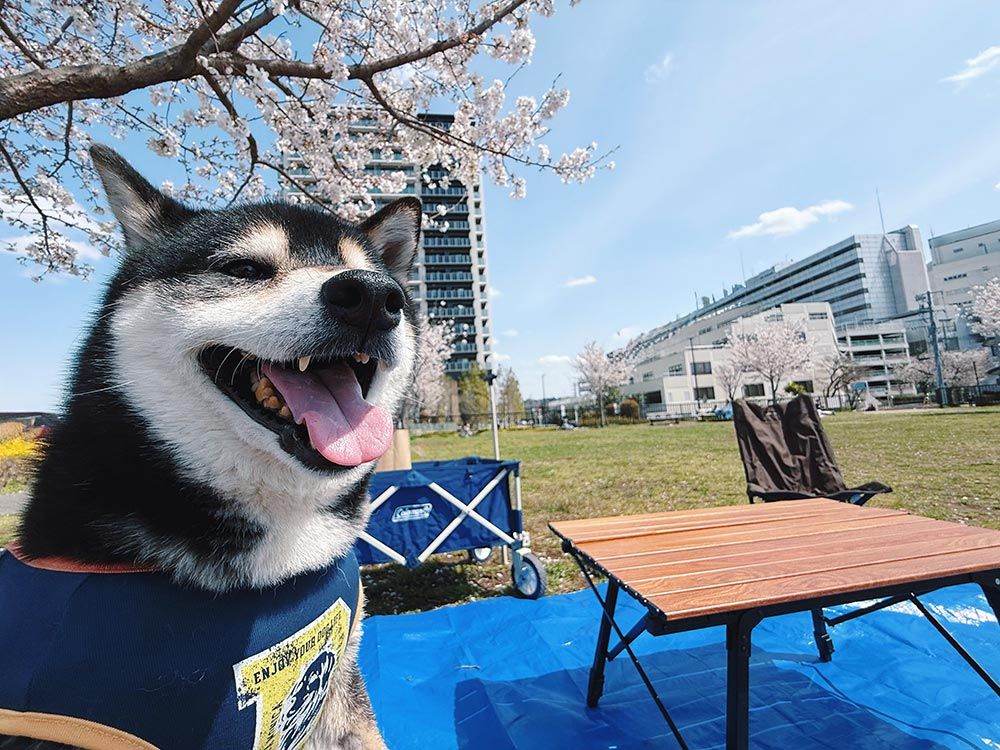 今年も桜の時期がやってきました