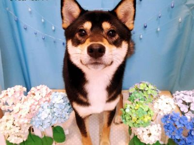 初めてのドッグサロンのお店♪