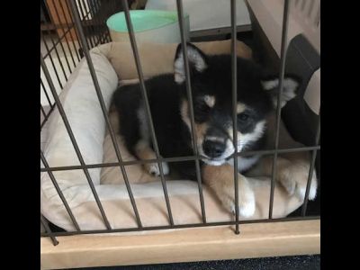 琥大朗にベッドは与えられない( oΔo ;)