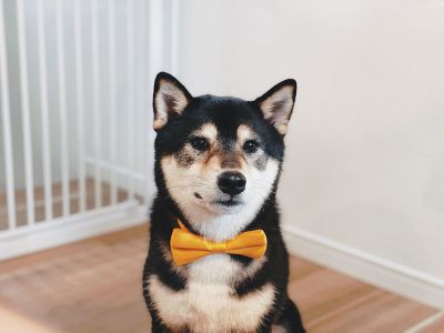 琥大朗バースデイ！４歳になりました