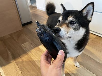 プランターで家庭菜園、なすを収穫しました。