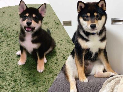 子犬ってこんなに成長早いんだね(ﾟoﾟ;;