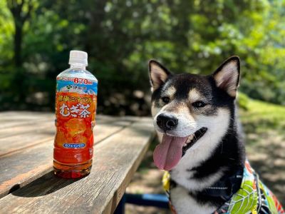 「100名様に健康ミネラルむぎ茶が当たる！」フォトコンテストに当選！