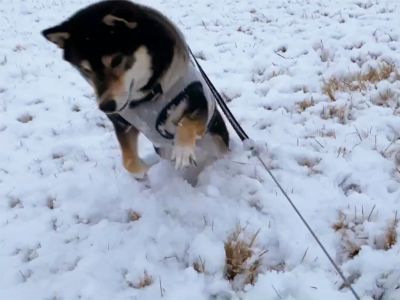 東京も大雪で琥大朗は初の雪遊び♪
