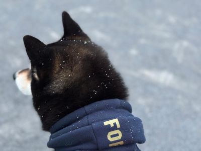今年も雪が積もりました!