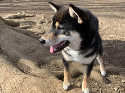 初の代々木公園の遠出とドッグラン、ドッグカフェ！