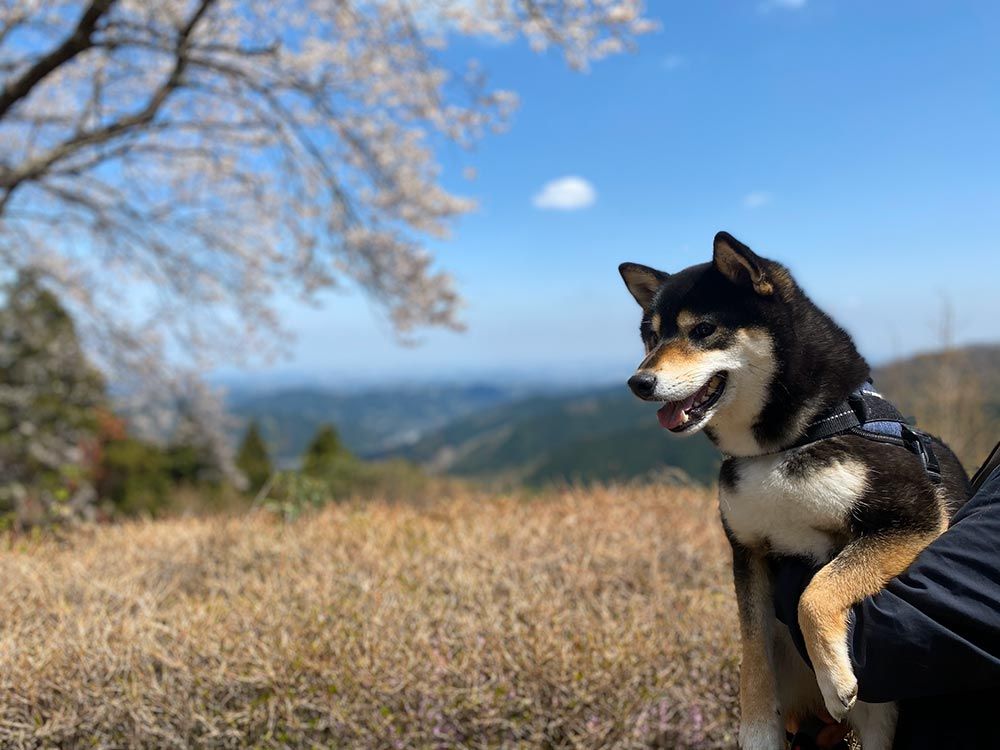 御岳山ケーブルカー（御岳山登山鉄道）