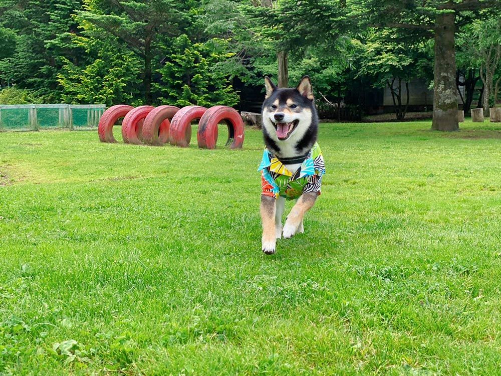 ドッグリゾートWoof