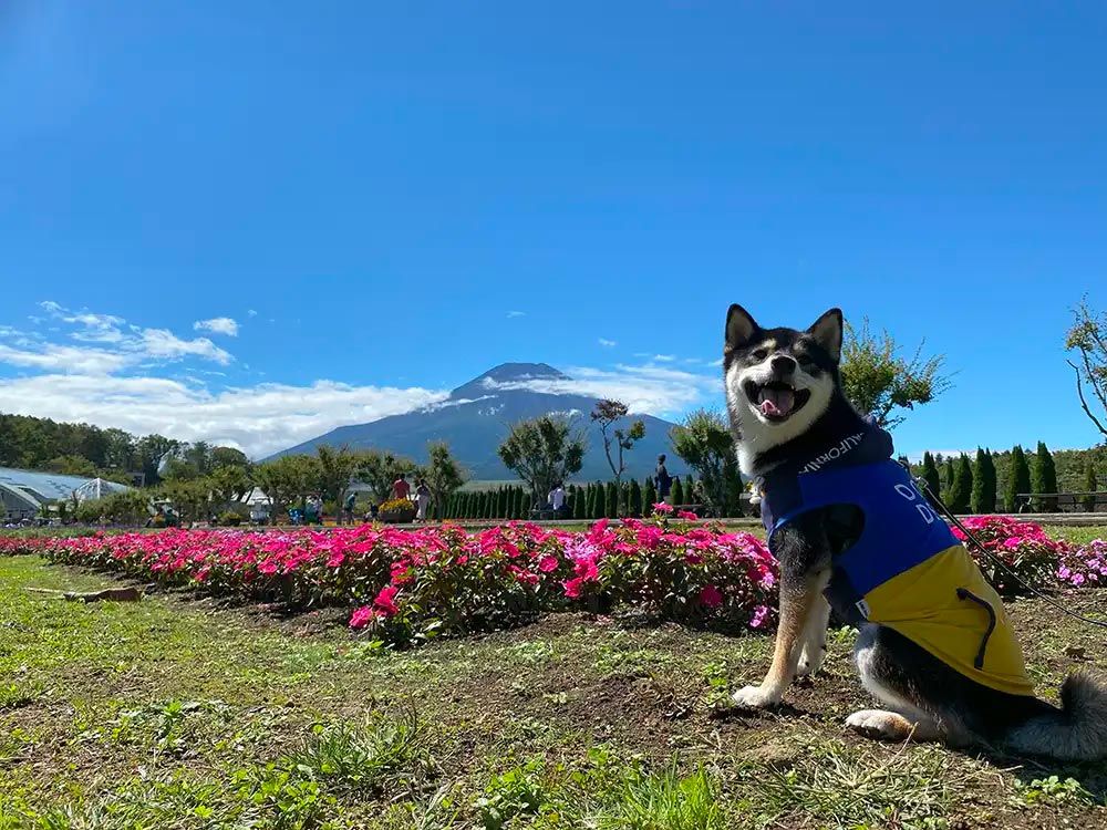 山中湖花の都公園