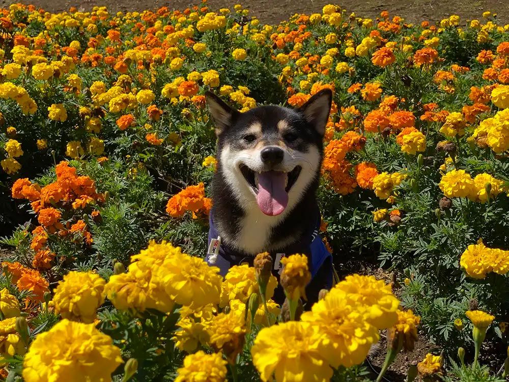 山中湖花の都公園