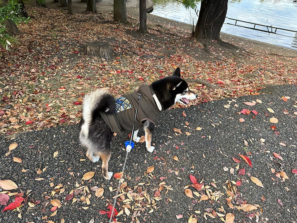 多摩中央公園｜TAMA CENTRAL PARK