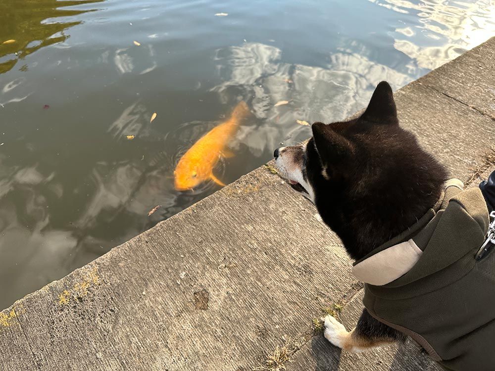 多摩中央公園｜TAMA CENTRAL PARK