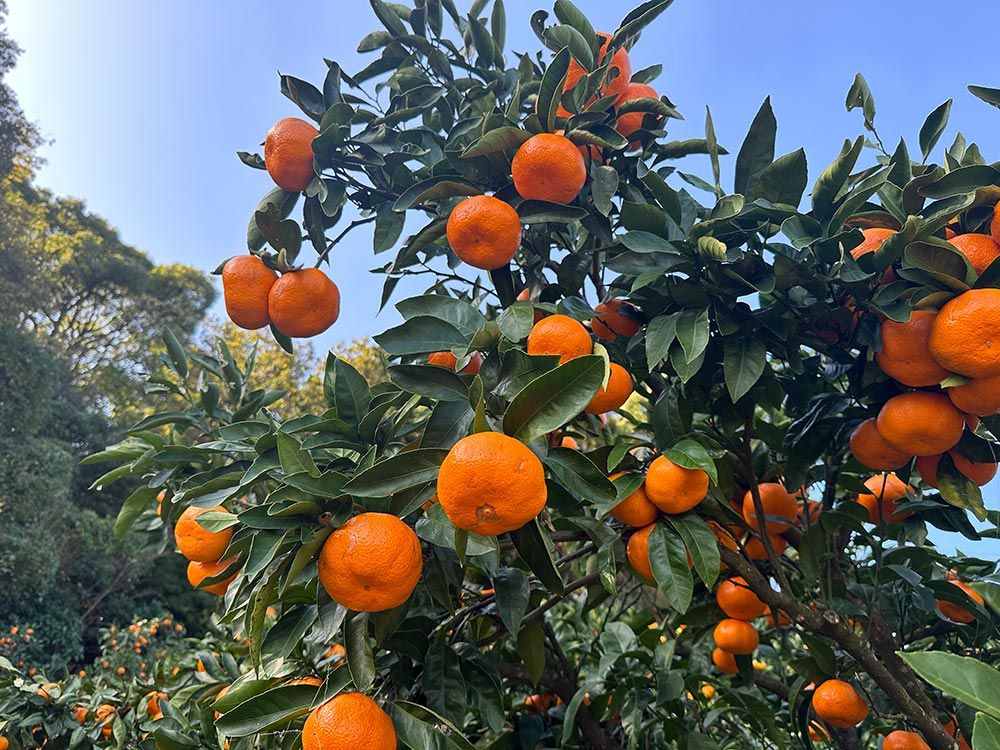 松本農園