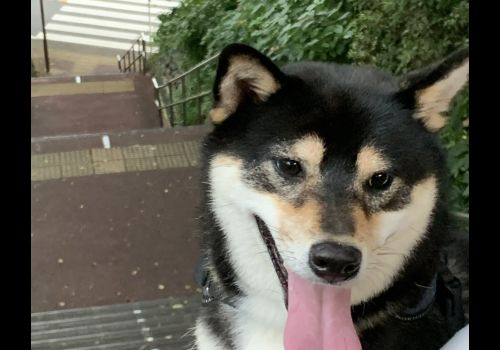いろは坂通り