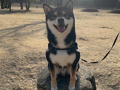 都立狭山公園