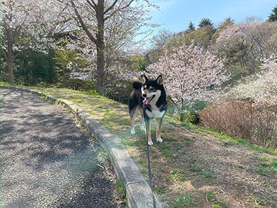 桜ヶ丘公園