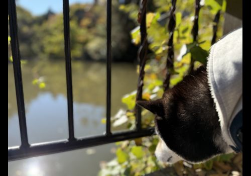 小山内裏公園